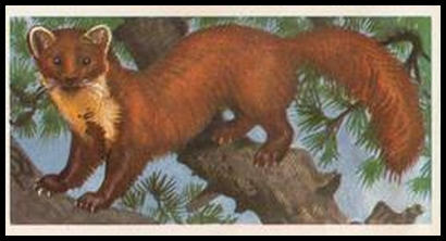 13 The Pine Marten